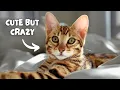 Watch this BEFORE you get a BENGAL CAT Bengal 101