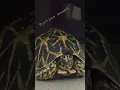 Download Lagu turtle 🐢|tortoise sound|turtle speaks#viralshort #shortsfeed #youtubeshorts #shortsbeta#shortsfeed