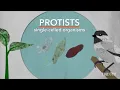 Protists Accessible