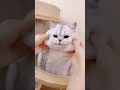 Download Lagu Official Announcement We Are the Cutest Kittens in the Entire Universe.. #cat #kitten #funny