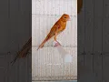 Lagu Elegance β€οΈβπ₯πͺΆβ€οΈβπ₯ #bird #birds #kenari #canary #canarias #canario #canarios #chirping #singing