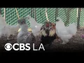 Family-owned petting zoo returns to Altadena after Eaton Fire
