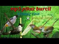 Download Lagu SUARA PIKAT BURUNG PALING AMPUH | kutilang rubut mix prenjak lumut ribut