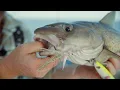 Offshore Cod and Haddock Fishing Deep Jigs Regal Sword Salty Cape TV S2024 E11