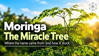 Moringa Benefits Documentary | "The Miracle Tree" | #moringa #moringabenefits
