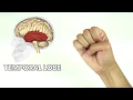 Memorize the Brain Without Studying