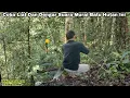 Download Lagu DAPAT MURAI BATU HUTAN SUPER GACORR || BANYAK SEKALI ISIAN NYA