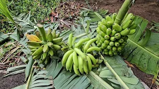 Colhendo as maiores espécies de banana, no caminho das bananeiras