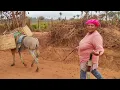 Download Lagu CÔCO BABAÇU. Acompanhei a Rosária na caçada do côco + uma ajuda para ela. #aventura