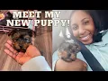 I GOT A NEW PUPPY FIRST 48 HOURS W MY YORKIE PUPPY VLOG