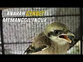 Download Lagu SUARA ANAKAN CENDET MEMANGGIL INDUKNYA COCOK BUAT PIKAT