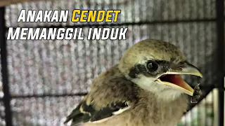 Download SUARA ANAKAN CENDET MEMANGGIL INDUKNYA COCOK BUAT PIKAT MP3