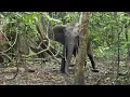Download Lagu Gabon: wanneer het klimaat olifanten en walvissen dwingt elkaar te ontmoeten