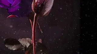 أجمل موسيقي ساحرة الضوء الشارد 