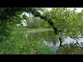 Download Lagu Wiosenny śpiew ptaków nad małym leśnym stawem, uspokajające odgłosy natury, relaksująca zieleń flory