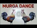 Download Lagu Murga dance || ku ku ku song || murga song dj mix by dipanshu #murgadance #song #murga