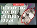 Ball Python Egg Care