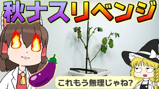 夏に一つも実らなかったナス! 秋になったら蘇るのか!?【ゆっくり】【サイエンスクッキング #23】