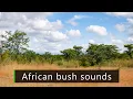 Download Lagu Lazy afternoon in the African bush - Nature sounds