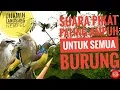 Download Lagu Suara pikat semua burung paling ampuh