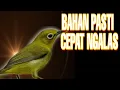 Download Lagu Pleci buka paruh - dalam hitungan menit pleci di Rumah bakal bongkar isian