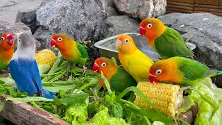 Colorful Lovebirds World 🥰💚#aviarylife#lovebirds#nature #birds