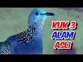 Download Lagu Derkuku Tekukur Lokal Gacor Kuk 3, Suara Keras Bagus Buat Pancingan Dan Masteran