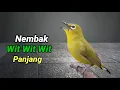 Pleci Nembak Wit Wit Wit Panjang