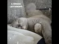 Lazy Sundays - Al Borneaux