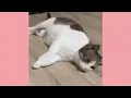 Funny Cat GIF Compilation