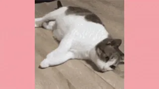 Funny Cat GIF Compilation