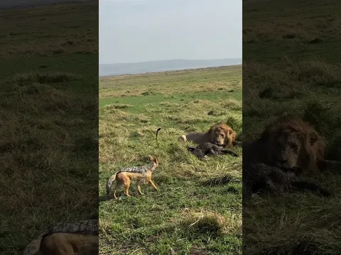 Jackal tries to steal the lion’s meal