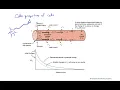 Electrotonic local current