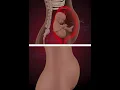 Download Lagu Amazing baby's moments inside the womb. (3D Animation)
