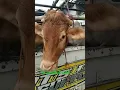 Download Lagu sapi lanang #sapi