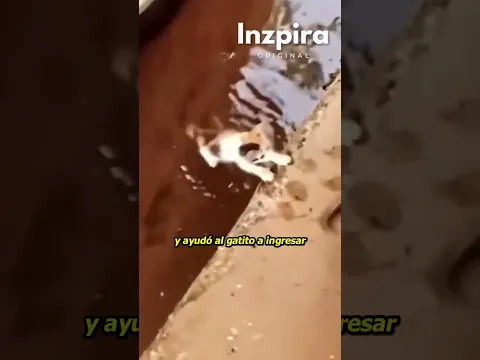 Perrito adopta a gatito abandonado ❤️