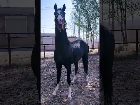 A busy day begins with a horse ride.
