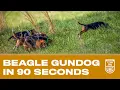 UKC Beagle Gundog Nationals in Under 90 Seconds