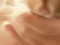 Hamster