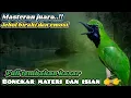 Download Lagu Masteran Cucak ijo konslet‼️ Full tembakan kasar bongkar materi dan isian