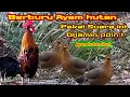 Download Lagu Berburu Ayam Hutan,,,!!! Pakai Suara Pikat Ayam Hutan Ribut #suarapikatayamhutan