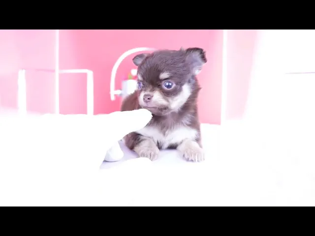 動画