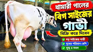 প্রান্তিক খামারী পালের বিগ সাইজের গাভী ছেড়ে দিবেন dairy farm