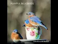 Playful Bluebirds - David Albornoz