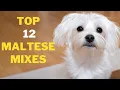 12 Cute Maltese Mix Breeds That will Melt your Heart
