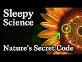 The Fibonacci Sequence Explained Relaxing Science to Fall Asleep To