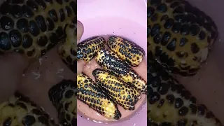 لكبال مشوي Music Dj Electronicmusic Housemusic Edm Food نارينبيوتي اكلتك اكسبلور Cat 