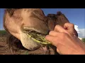 Camel eats cactus in seconds