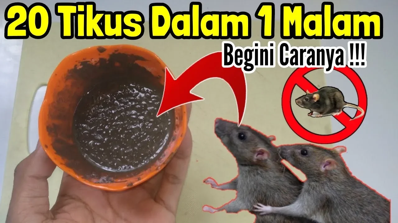 BIKIN HEBOH!! Simpel dan Unik!! Nyamuk hilang selamanya,Cara mengusir nyamuk alami |Sehat tanpa obat