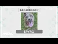 Tuesday Tailwagger Meet Spyro
